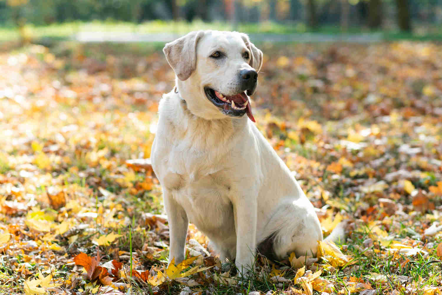 Senior Labrador Retrievers: How to Identify Cognitive Dysfunction Syndrome